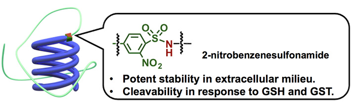 Illustration of polymer-conjugated siRNA having 2-nitrobenzenesulfonamide group as a chemical linker