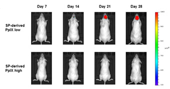 Representative IVIS images of tumor acquired at day 7, 14, 21 and 28 after transplantation were displayed.