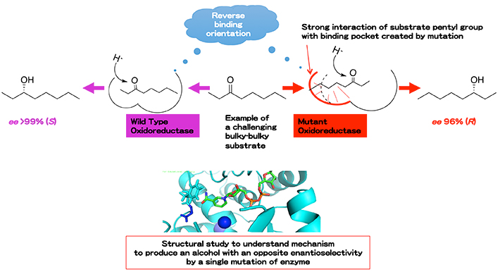 Figure 2 Biocatalytic asymmetric reduction with excellent enantioselectivity