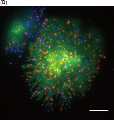 Representative image of simultaneous three-color single-molecule observation of CD3ζ-EGFP (green), Qdot 655-labeled CD3ε (red), and Qdot 585-labeled CD45 (blue) in living Jurkat cells at 37℃. Bar, 5 μm.