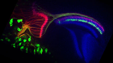 How developing visual system axons stay in the correct layer