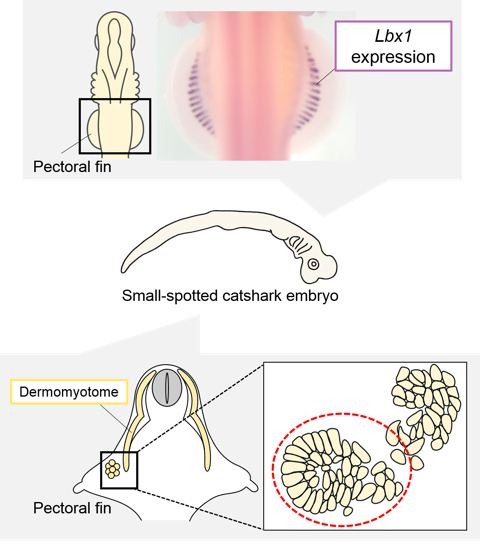 Location of Lbx1 expression in the catshark embryo