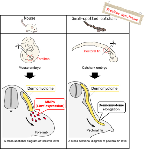 Schematic representation of previous hypotheses