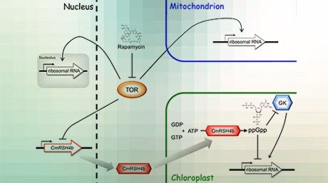 Target of rapamycin: linking cytosolic and chloroplast ribosome biogenesis in plants