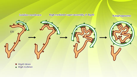 Cellular Cleanup! Atg40 Folds the Endoplasmic Reticulum to Facilitate Its Autophagy