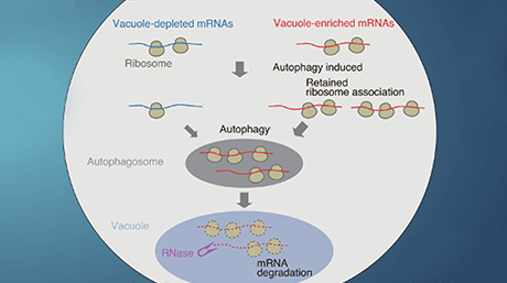 Selective mRNA Degradation via Autophagy: A Novel Role for Autophagy in Gene Regulation