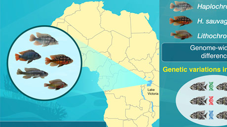 Research on Lake Victoria Cichlids Uncovers the Processes of Rapid Species Adaptation