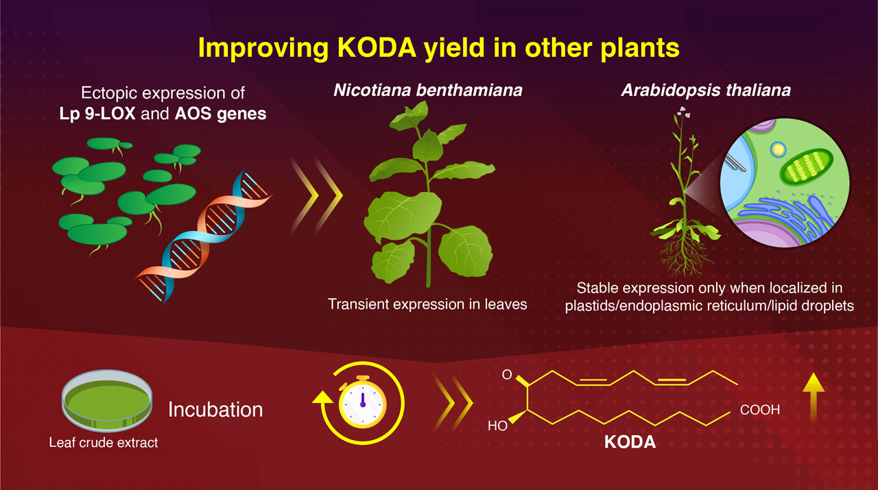 Decoding KODA Production to Augment Stress Resistance in Plants