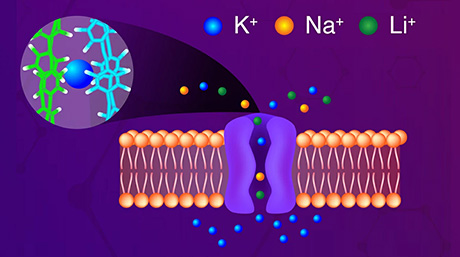 Opening New Doors: First Synthetic Mechanosensitive Potassium Channel