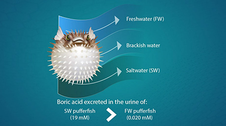 New Study Sheds Light on Boric Acid Transport and Excretion in Marine Fish