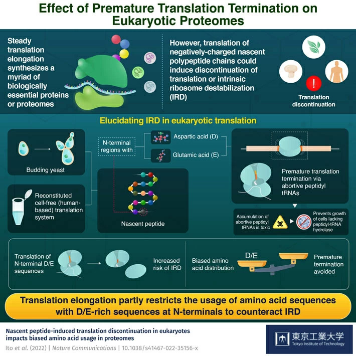 Lost in Translation: How "Risky" Amino Acids Abort Elongation in Protein Synthesis