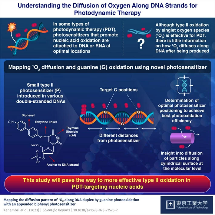 A Winding Road: Mapping How Singlet Oxygen Molecules Travel Along DNA Strands