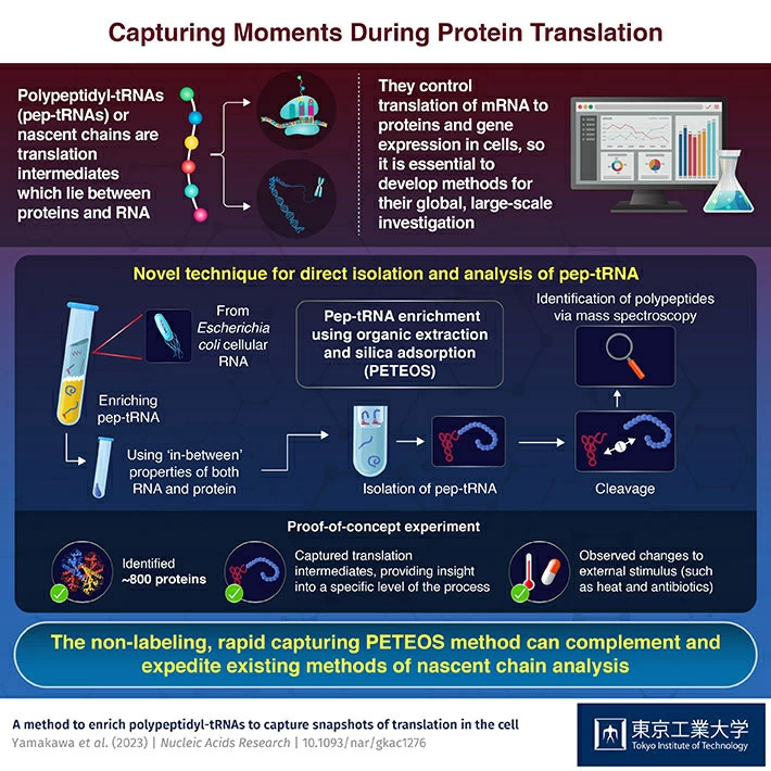 Capturing Moments During Protein Translation