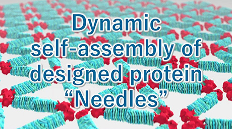 Tokyo Tech Research Video "Dynamic self-assembly of designed protein 'Needles'" Now Online