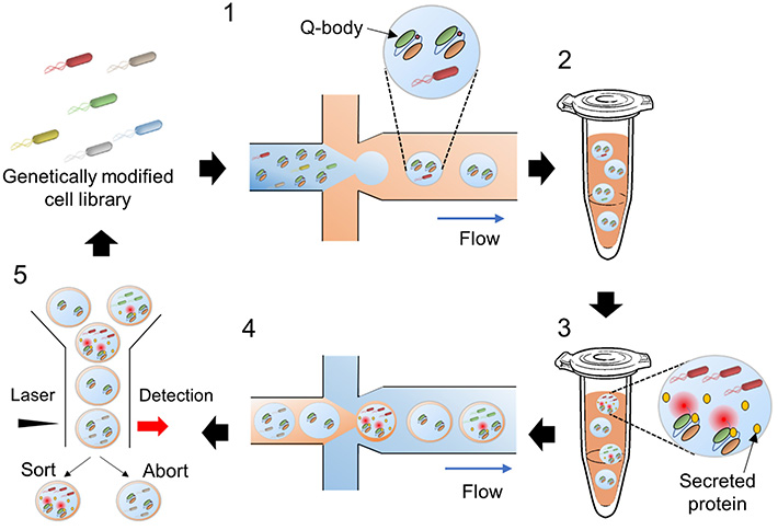 Figure 1 Overview of the screening approach The proposed method involves using water microdroplets as tiny bacterial cultures and bioreactors and then sorting them based on their fluorescence intensity. The Q-bodies are designed to become fluorescent upon binding to a target protein. Thus, fluorescence intensity is directly related to the amount of the desired protein that each bacterial strain can produce.