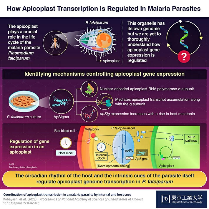 Understanding the Regulation of Apicoplast Gene Expression in the Malaria Parasite