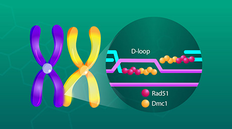 Unraveling the Molecular Basis of Dmc1 Filament Assembly in Homologous Recombination