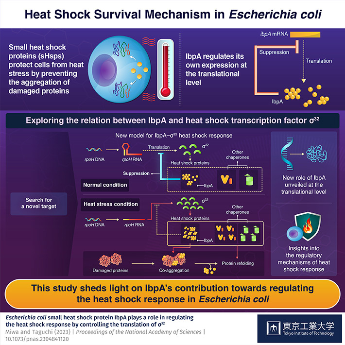 Unveiling Novel Mechanism Underlying the Heat Shock Response in Escherichia coli