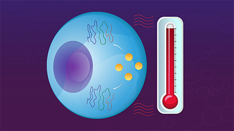 Unveiling Novel Mechanism Underlying the Heat Shock Response in Escherichia coli