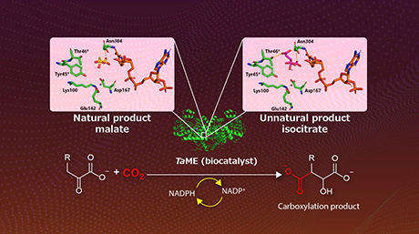 Fixing Excess Carbon Dioxide: Biocatalyst-Driven Carboxylation Under Mild Conditions