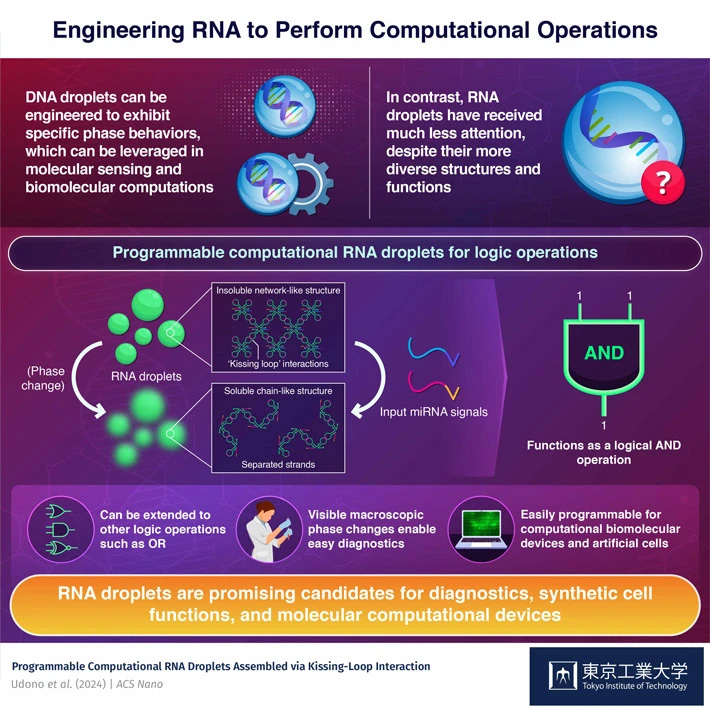 Researchers introduce computational RNA droplets capable of performing two-input AND logic operations, offering a flexible approach for programmable assembly of biomolecular devices and artificial cells.