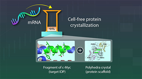 Developing a System to Study Proteins Without Fixed Structures