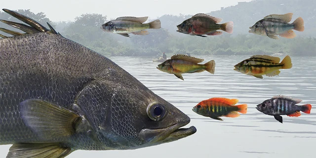 Figure The Nile perch is a menace to endemic cichlids Pictured on the left is the Nile perch, a voracious predator introduced into Lake Victoria by humans to satisfy meat demands in the 1950s. On the right, several species of endemic cichlids that were markedly affected are shown. The populations of some of these species declined so much that their genomic structure remained significantly altered even after　their numbers climbed back up.