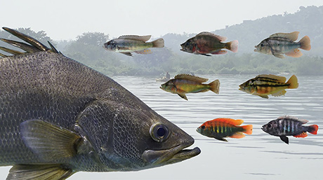 Nile Perch Invasion Triggered Genetic Bottlenecks in Lake Victoria's Endemic Cichlids