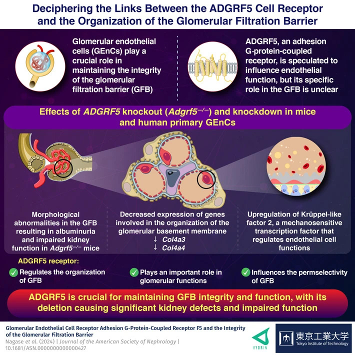 eciphering the Links Between the ADGRF5 Cell Receptor and the Organization of the Glomerular Filtration Barrier