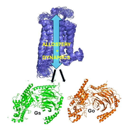 Figure 1. GPCR dynamics, shown in purple as the human A2A receptor, and elegant modifications in activation pathways (allostery) indicated by the blue arrow, are critical for enabling GPCRs to bind to multiple G-proteins, shown in green and orange.