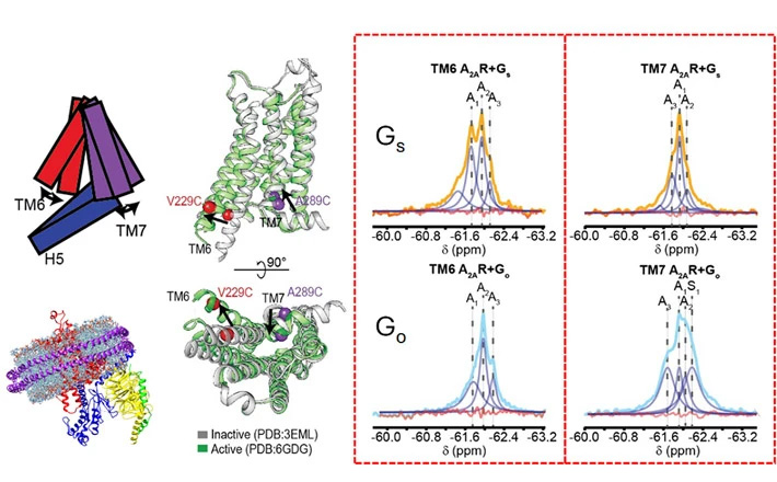 Figure 2. 19F-NMR spectra of A2AR (red box) identifies two activation states (orange peaks on left) used to couple to cognate (Gs) and one state (blue peak on left) to non-cognate (Go) G proteins (TM6) while TM7 labeling reveals dynamic differences (right peaks) between Gs and Go bound A2AR. Dual TM6 activation states enable greater diversity of coupling partners while TM7 dynamics dictates coupling efficacy.