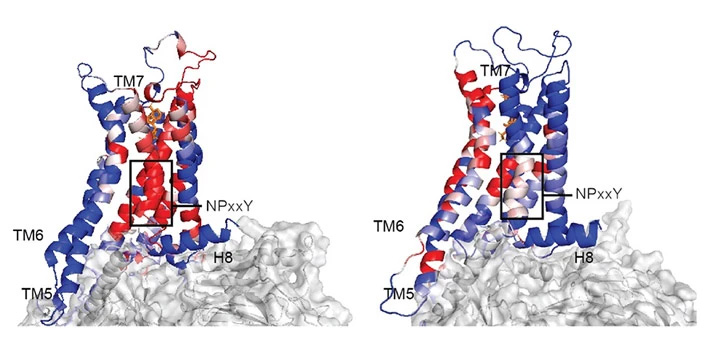 Figure 3. Computational analysis based on modelling and mathematical rigidity theory identifies activation (allosteric) network pathway (red) propagating through the A2AR GPCR and the differences in the pathways in the A2AR-Gs (left) and A2AR-Go (right) complexes. These pathways play a major role in the control of GPRC activation, the control in activation states, and G protein selectivity.