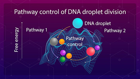 Achieving Precise Timing for DNA Droplet Division: A Step Towards Artificial Cells