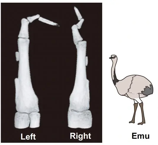 Emu wings exhibit a left-right asymmetry in the reduction and fusion of skeletal elements.