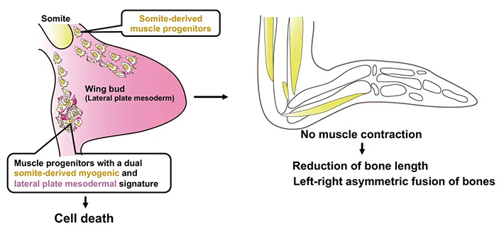 Proposed Model: Emu wing buds contain muscle progenitor cells with dual somite-derived myogenic and lateral plate mesodermal signature. These cells undergo cell death, which hinders the normal development of wing muscles. As a result, the lack of mechanical stress from muscle contractions leads to shortened bones and asymmetric fusion of skeletal elements.