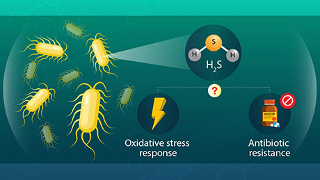 Role of Hydrogen Sulfide in the Expression of Iron Uptake Genes in Escherichia coli