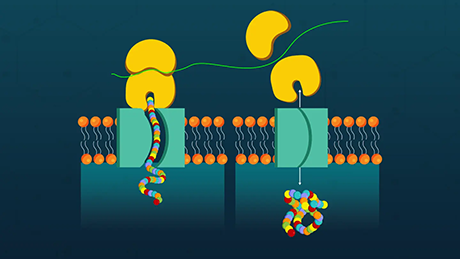 A Breakthrough Tool for Detecting Problems During Protein Synthesis