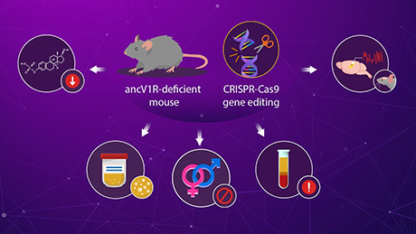 Exploring How Pheromones Drive Mating Behavior in Mice