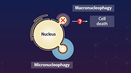 Elucidating the mechanism that prevents cell death caused by uncontrolled nuclear autophagy