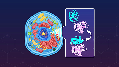 Controlling Conformational Changes in Protein Aromatic Side Chains