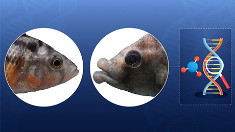 Decoding the molecular commonality underlying lip hypertrophy in cichlids