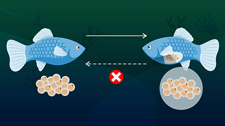 Loss of hard chorion: An evolutionary dead-end for parental egg-care fish