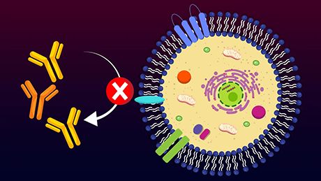 Enhancing antibody therapies with polyphenol-conjugated nanocarriers for breast cancer