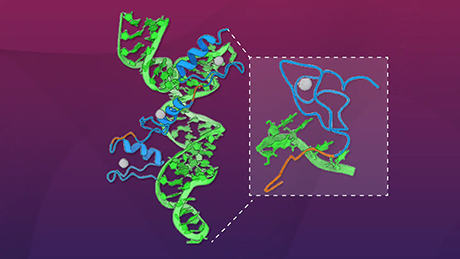 How proteins bind to RNA: the dual mechanism of zinc fingers and disordered regions