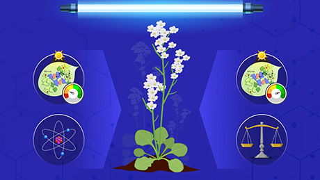 Unraveling the proton translocation dynamics behind photoprotective mechanisms in plants