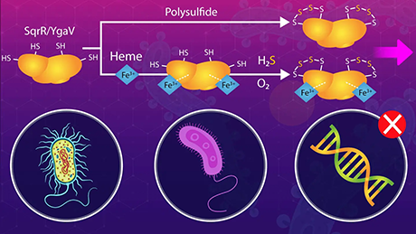 Heme-based sulfide sensing in bacteria: a new target for antibiotics