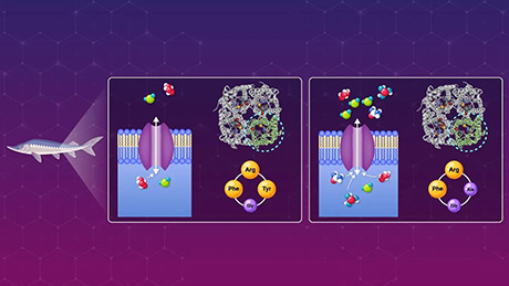 Understanding solute selectivity: how aquaporin 10.2 filters urea and boric acid