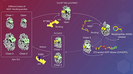 Scientists uncover key mechanisms that drive an enzyme linked to aging and cancer