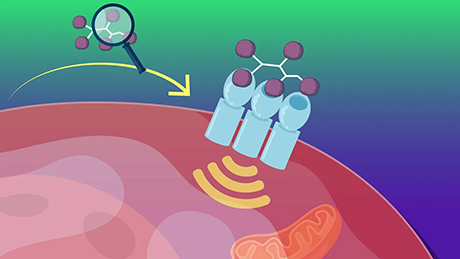 Revealing the molecular structures of sugars using galectin-10 protein crystals