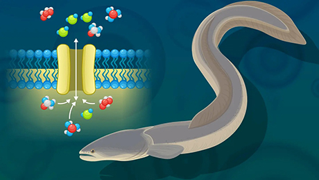 Aquaporin gene duplication followed by mutation in European eels restores broad solute permeability